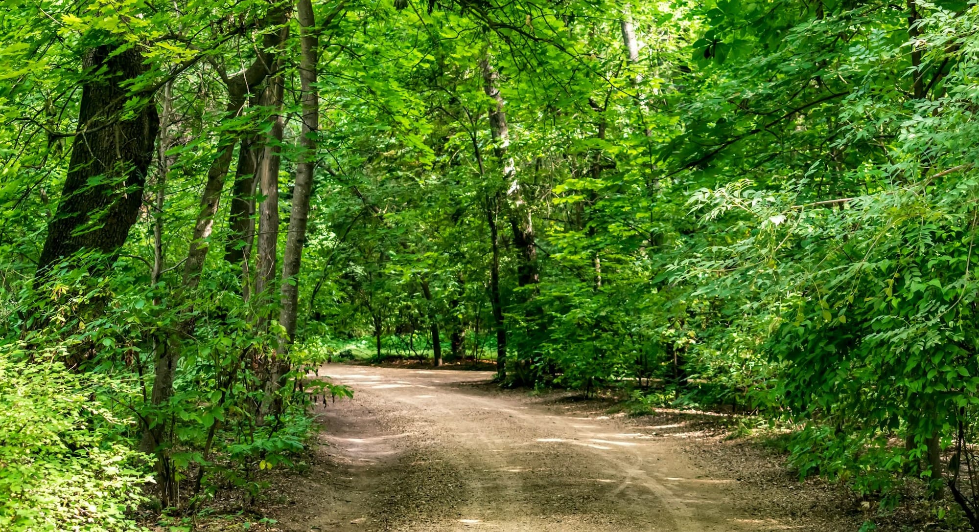 a dirt road in the middle of a forest