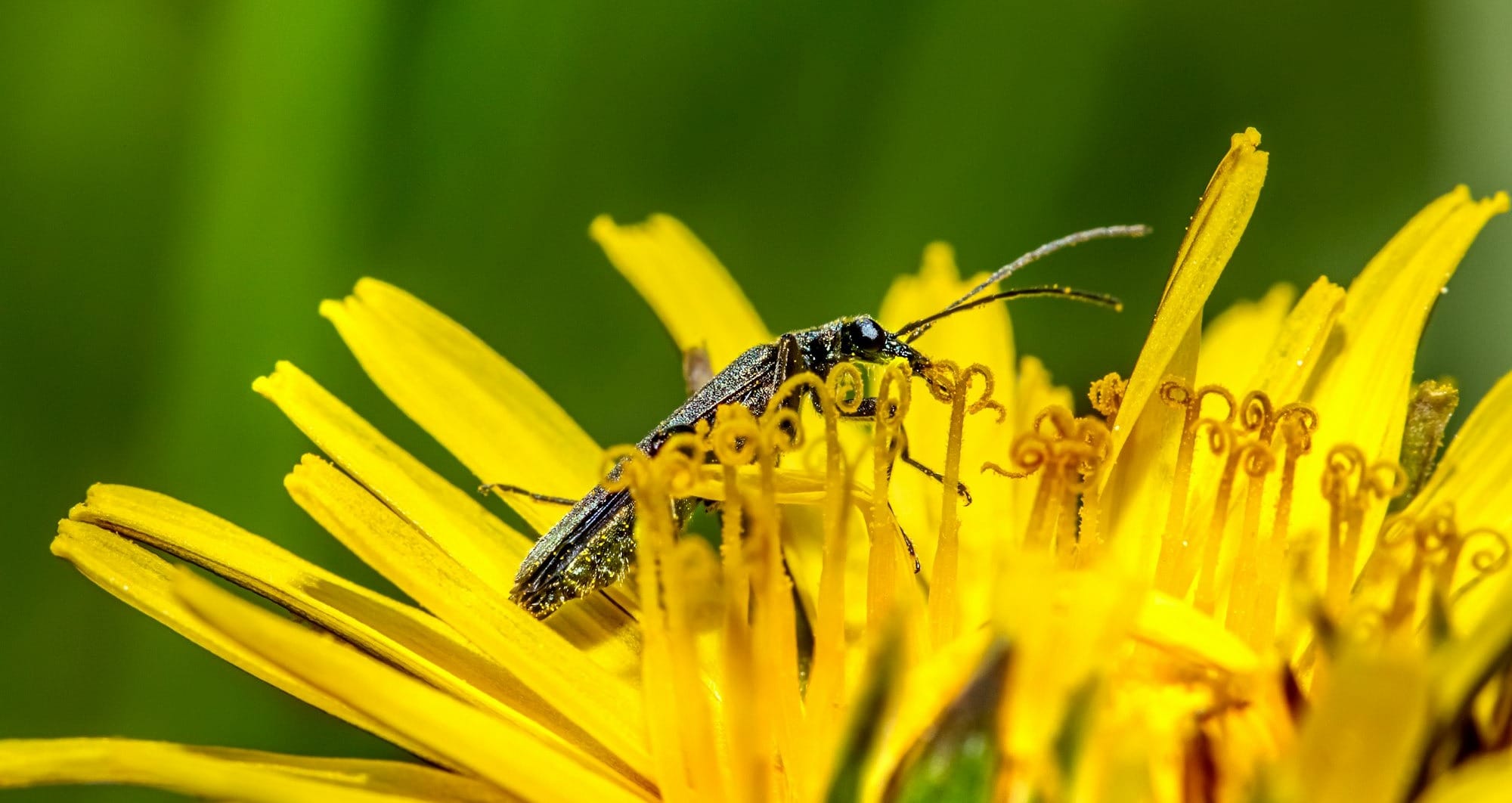 a bug is sitting on a yellow flower